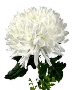 Хризантема одноголовая (Белая)
