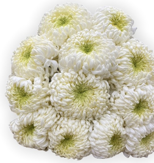 Хризантема одноголовая (Белая)