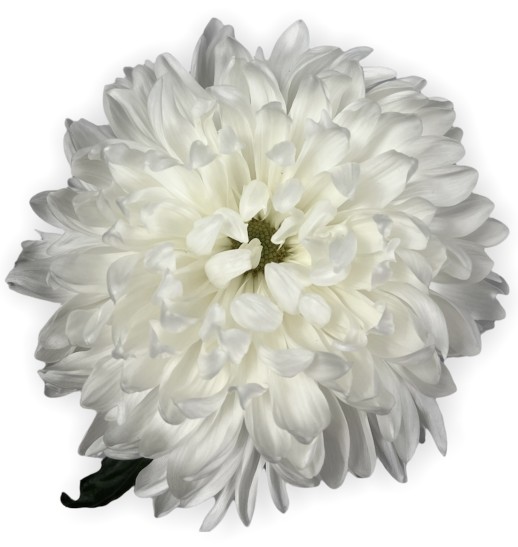 Хризантема одноголовая (Белая)