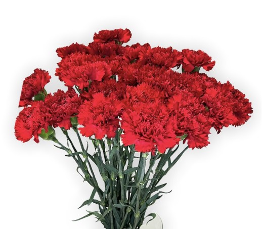 Гвоздика красная